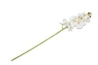 Orchidee